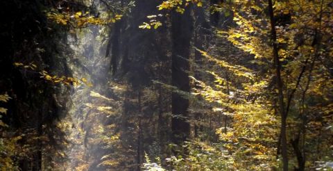 Jesienna Puszcza - droga w lesie