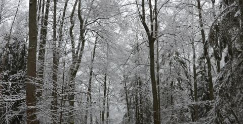 Zimowy strumyk w lesie