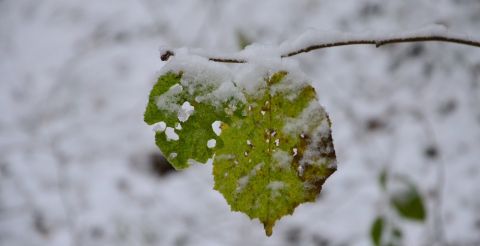 Zielony liść pokryty śniegiem