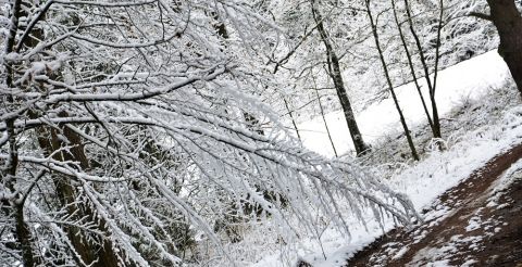 Zimowe krajobrazy - las w otulinie śniegu