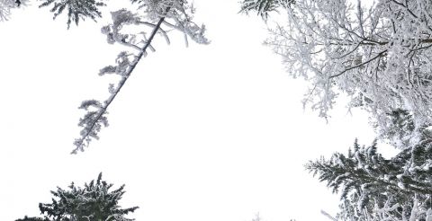 Niebo przecianją zaśnieżone korony drzew
