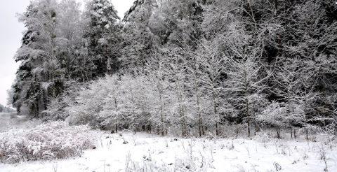 Puszcza zimą - zimowy krajobraz ściany lasu