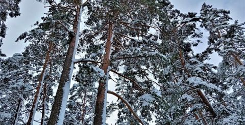 Korony drzew w śniegu