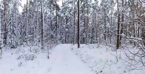 Panorama zimowa - zaśnieżona droga w lesie