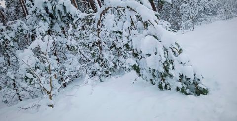Drzewo ugięte pod wpływem śnieżnej czapy